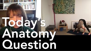 Todays Anatomy Question 48 How can I prevent hamstring pain in Prasarita Padottanasana 930 [upl. by Neffets]