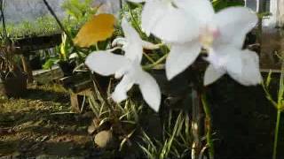 Spathoglottis pubescens Terrestrial Orchid [upl. by Ingra]