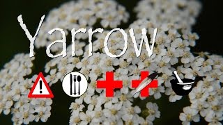 Yarrow Edible Medicinal Cautions amp Other Uses [upl. by Atikehs]