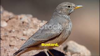 Precious birds in Pakistan desert and Thier survivalmental wellbeing [upl. by Bortman]