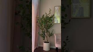 Unboxing the new Costco 65 feet Faux Eucalyptus Tree [upl. by Xever]