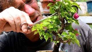 Bougainvillea Bonsai May 2015 [upl. by Amalia]