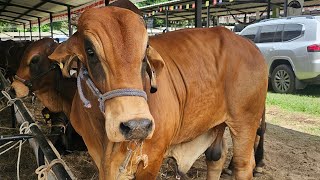 Un Recorrido por la FERIA GANADERA de las FIESTAS JULIAS de Santa Ana🤠 solo ganado de calidad🐴 [upl. by Phedra34]