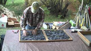 Blue Elderberry  Collecting and Processing [upl. by Ausoj]