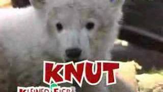 Knut Song [upl. by Rambort]