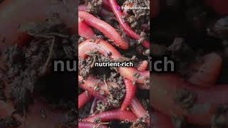 How EARTHWORMS works secretly for Soil  Nature’s Soil Engineers and Ecosystem Maintainers [upl. by Magulac936]