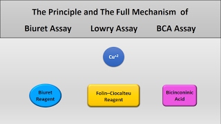 The principle of Lowry assay Biuret assay and Bicinconinich BCA assay protein assays [upl. by Ocirred]