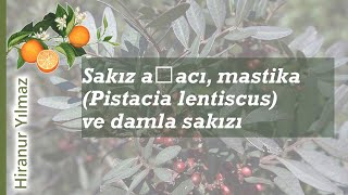 Sakız ağacı mastika Pistacia lentiscus ve damla sakızı [upl. by Gilbertson299]