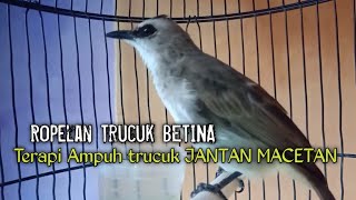 Trucuk BETINA Memanggil Jantan NGEROPEL Ampuh Menaikkan Birahi Trucukan Gacor BAHAN cepat ROPEL [upl. by Esinehc]