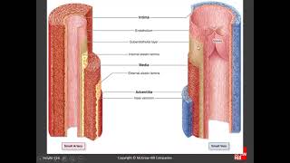 Dentistry Histology Of Organs  Chapter 11 B Circulatory System [upl. by Saloma615]