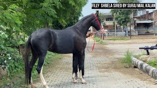 Great result of Stallion SURAJ mial kalanSon of direct legend Stallion ALISHAN rohitgarh [upl. by Fini]