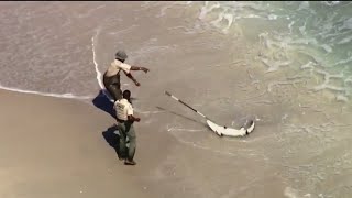 Alligator nabbed after caught swimming at Florida beach [upl. by Repsac]