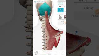 deltoid muscle insertion And origine [upl. by Nomma]