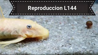 Reproduccion de ancistrus [upl. by Tessil]