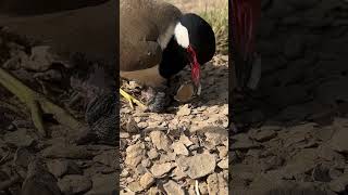 Red Wattled Lapwing Tatiri Life Style in the Desert [upl. by Sharos]