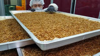 이건 단백질 깡패입니다 미국에 수출하는 미래식량 식용밀웜 식용곤충  Future Food Edible Insect Mealworm  Korean food factory [upl. by Nelon149]