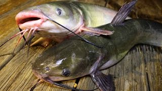 How to catch catfish  How to cook catfish  How to clean catfish [upl. by Adlig]