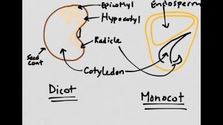 Plant Reproduction Monocots vs Dicots [upl. by Matheny]