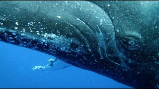 Spring whale watching with Merimbula Marina  Sapphire Coast NSW  Start Feeling It [upl. by Ynar]