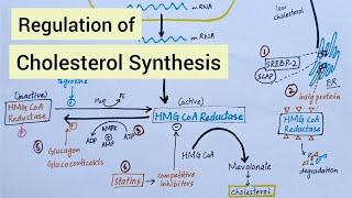 Regulation of Cholesterol Synthesis  Biochemistry [upl. by Anegroeg908]