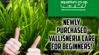 Beginners tutorial Vallisneria Aquarium Plant How to Plant [upl. by Atilam]