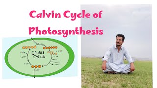 Calvin cycle of Photosynthesis in Hindi amp Urdu Light Independent reaction Biology [upl. by Bijan45]