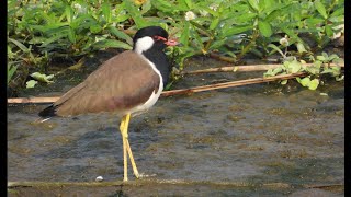 The red wattled lapwing [upl. by Fransisco]