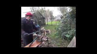 quot De pombak is kapot quot Short1 harmonica funny woodwork animals shortsvideo [upl. by Leakim]