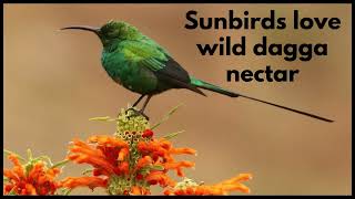 SUNBIRDS LOVE WILD DAGGA NECTAR [upl. by Kcirrej]