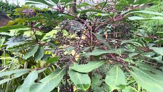 Flowering Schefflera [upl. by Kevon830]