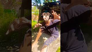 Monkey 🐒🐒🐒 monkey viralshort funny entertainmentr funnyanimal youtubeshorts trendingshorts [upl. by Cerf516]