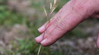 Central Tablelands LLS – Planning Ahead With Pastures [upl. by Lemmueu]