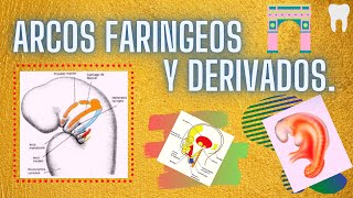 ARCOS FARINGEOS Y SUS DERIVADOS [upl. by Ado]