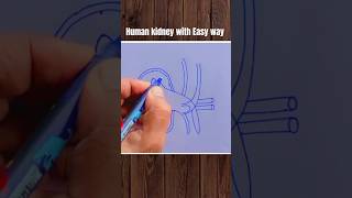 Human kidney easy diagram 👍 biology kidney diagram bio reelsvedio reelsindia study exam [upl. by Aihsenor428]