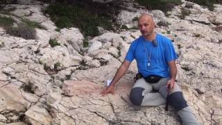 Hvar Vid3 Macro and Microfossils [upl. by Connelley]