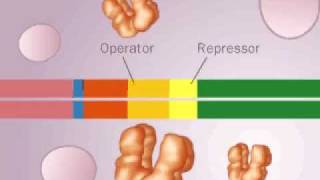 operon LAC [upl. by Eelyac]