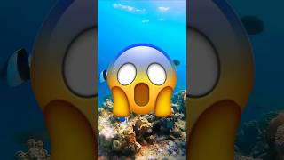 VOICI LE POISSON TOXIQUE LE PLUS DANGEREUX AU MONDE😨🐟⚠️shorts poisson viral youtubeshorts [upl. by Marentic120]