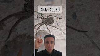 Nunca mates una Araña Lobo curiosidades supervivencia emergencia [upl. by Allez972]