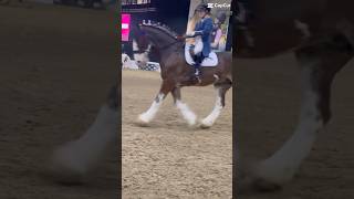 Edit from your horse live x [upl. by Gibert948]