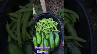 Green Beans First Harvest gardening homegrown gardenlife organicgardening [upl. by Gotcher811]