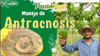 Manejo de ANTRACNOSIS en Maracuyá 🦠 Management of Anthracnose in Passion fruit [upl. by Felicie]