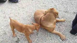 80kg French Mastiff wrestles with Puppy [upl. by Arramat]