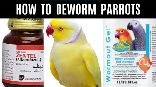 Deworming of my birds  Which dewormer is best Wormout Gel or Zentel  When amp how to Deworm Parrots [upl. by Danita9]