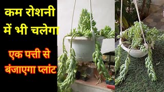 How to Propagate Sansevieria cylindrica  African Spear Snake Plant [upl. by Yrahk691]