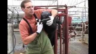 Administering Oral Medications to Dairy Cows [upl. by Gnod]