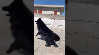 Black German shepherd dog shortsviral [upl. by Anyale]