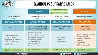 GLÁNDULAS SUPRARRENALES  Morfofisiología [upl. by Faun]