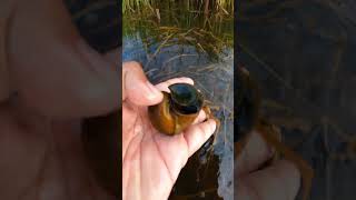 Flooding fields Picking snails  Catching snails by hand schnecken slakken улитка [upl. by Drofnats]