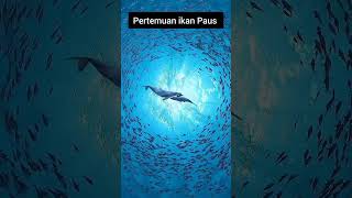 Paus paus ikan fish ocean wildlife sea whale [upl. by Ydac243]