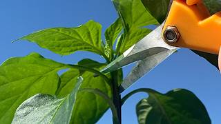 Pruning Pepper Plants  Easy way to bigger harvests [upl. by Ilak788]